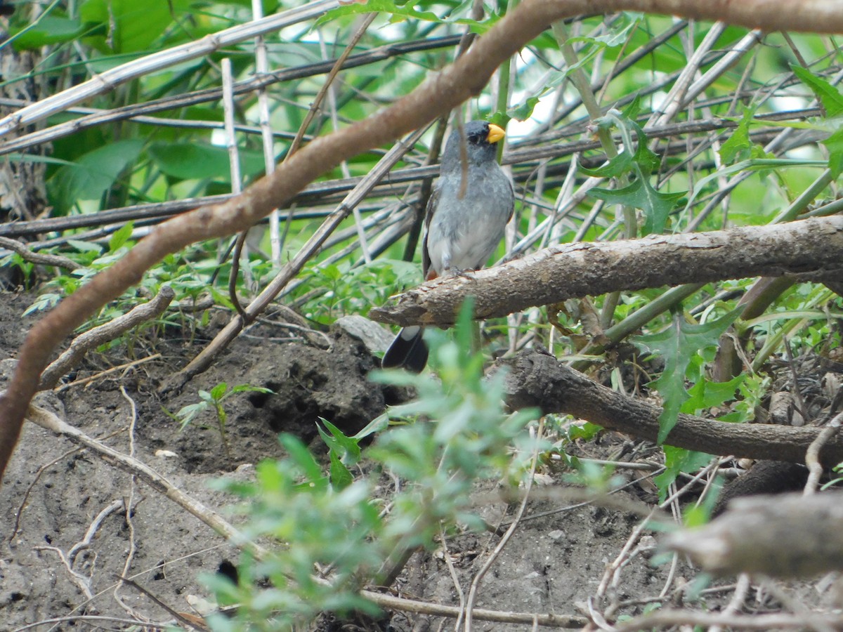 Band-tailed Seedeater - ML646243394