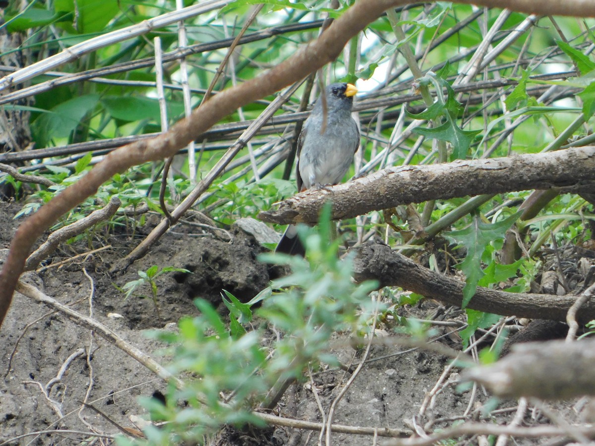 Band-tailed Seedeater - ML646243395