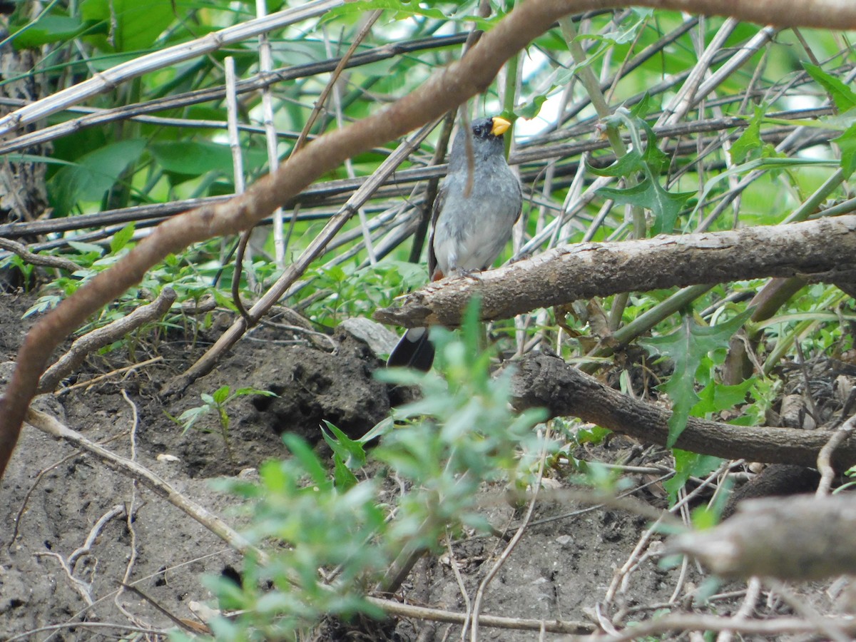 Band-tailed Seedeater - ML646243396
