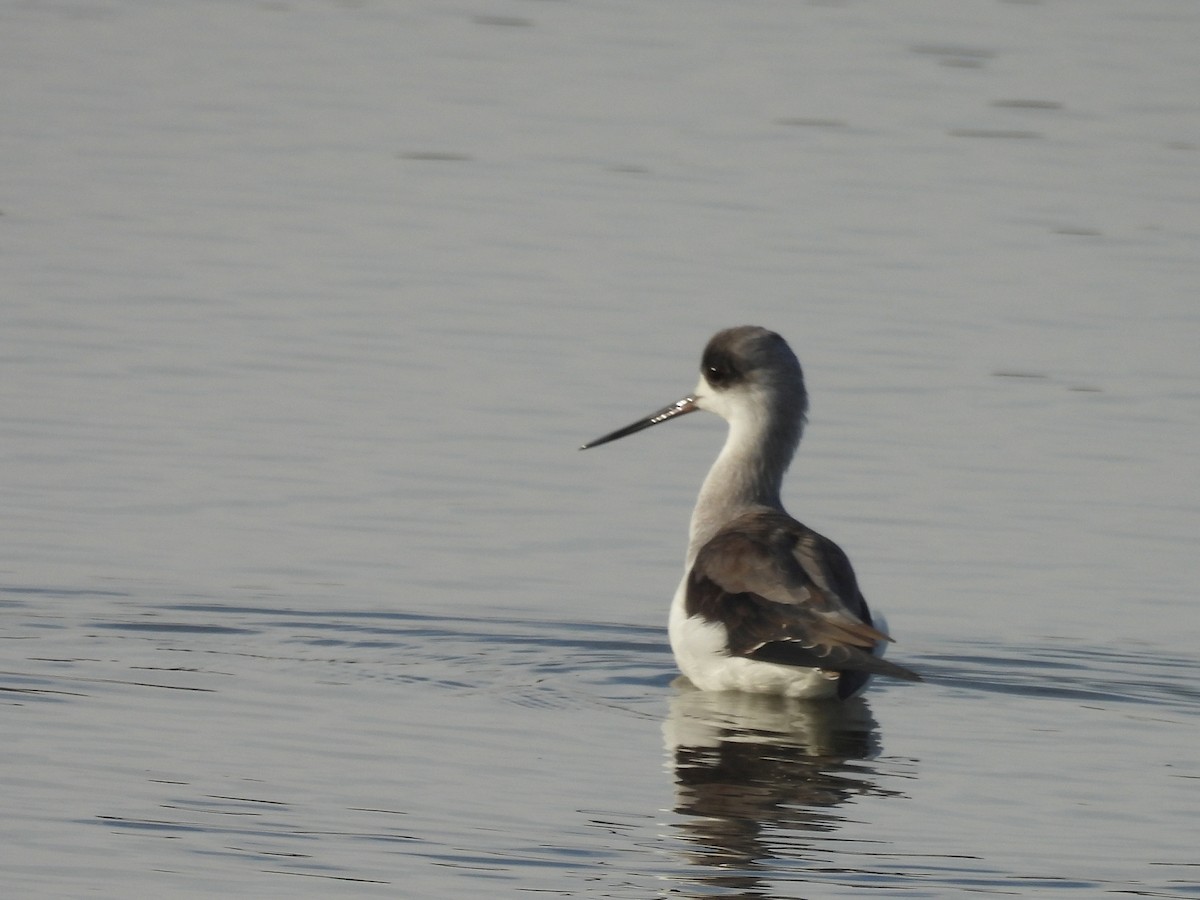 Black-winged Stilt - ML646243399