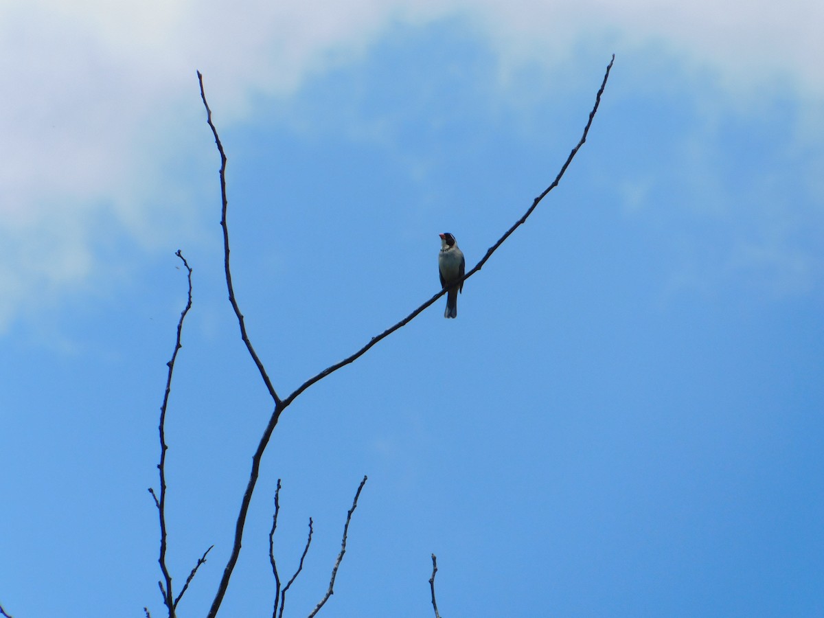 キバシイカル - ML646243405