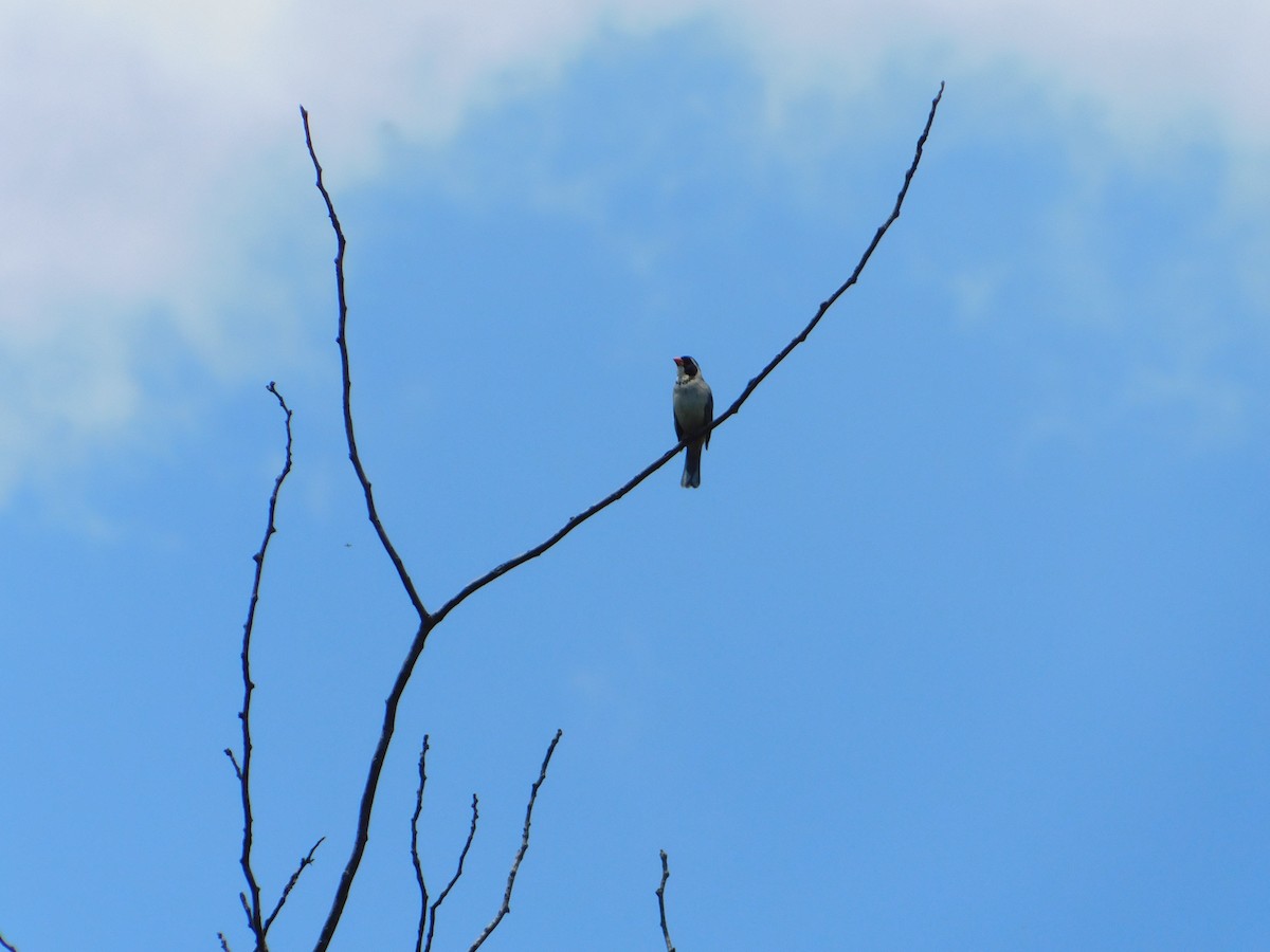 キバシイカル - ML646243406