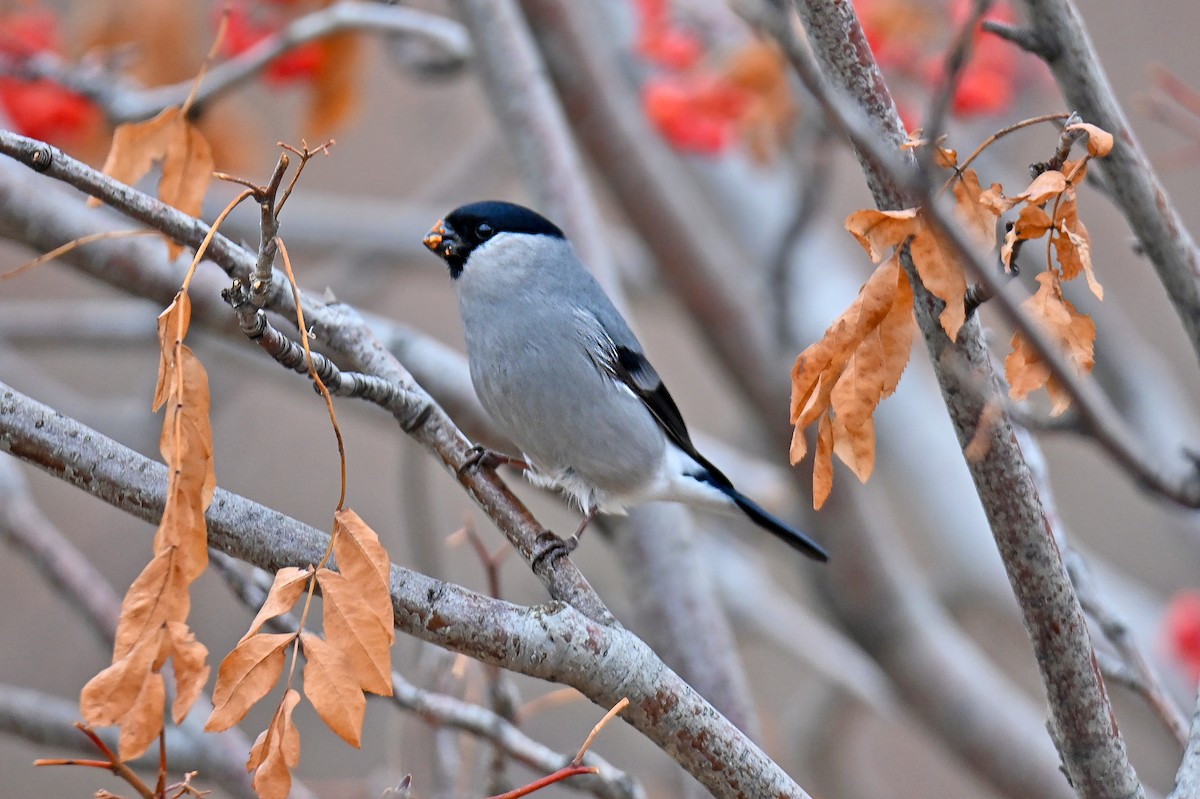 Gimpel [griseiventris-Gruppe] - ML646243407