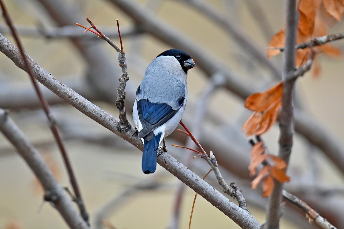 Gimpel [griseiventris-Gruppe] - ML646243408