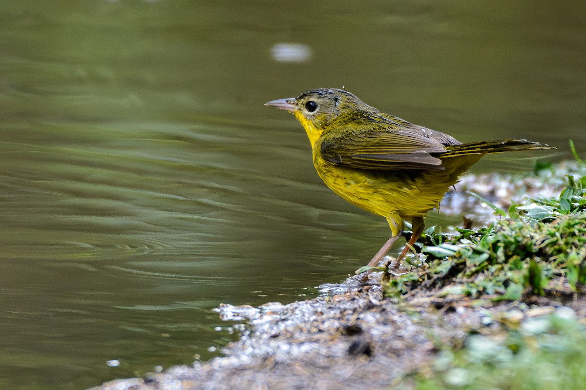 Southern Yellowthroat - ML646243410