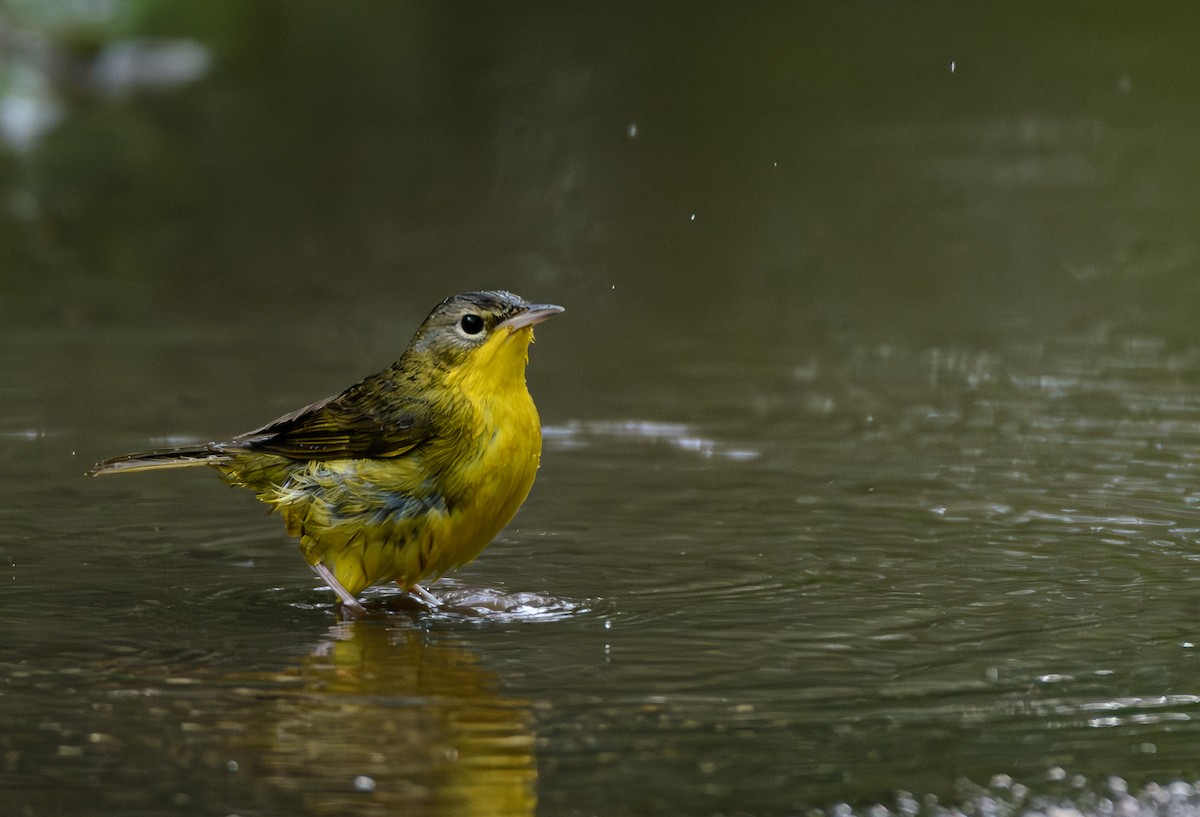 Southern Yellowthroat - ML646243411