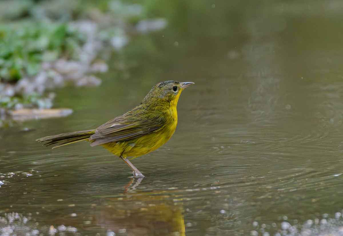 Southern Yellowthroat - ML646243412
