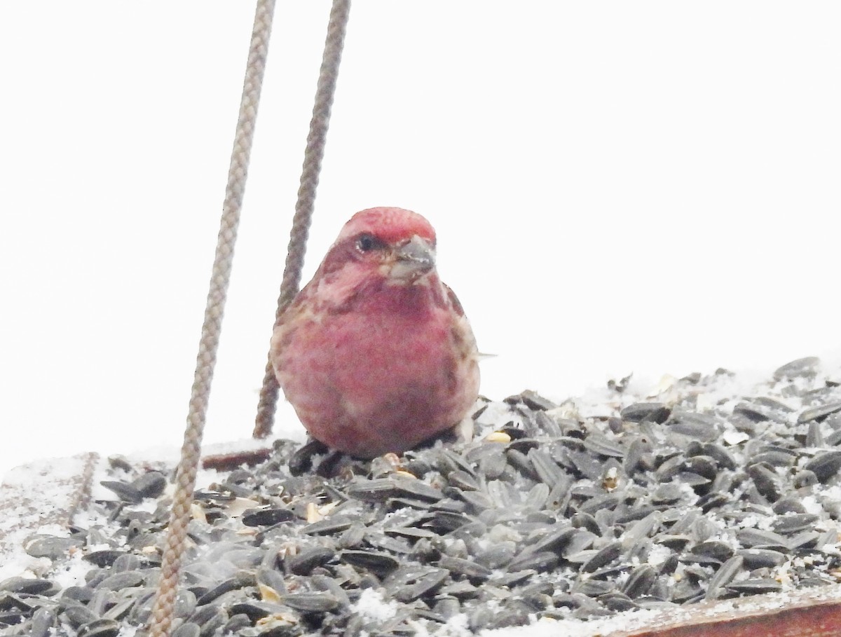 Purple Finch - ML646243413