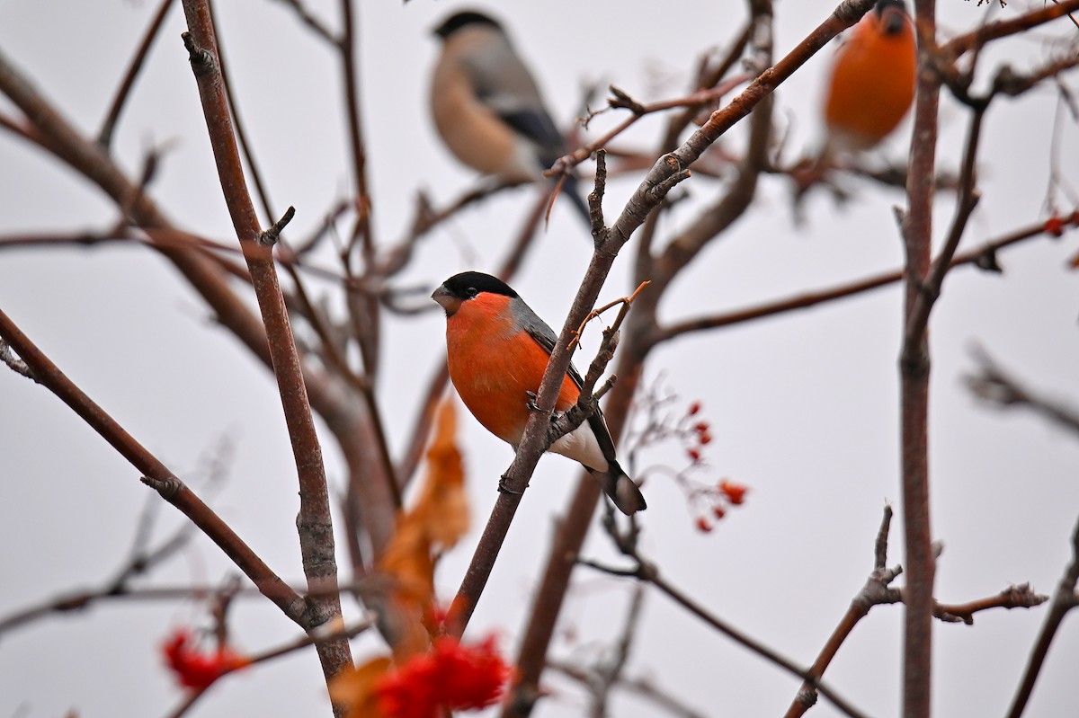 Gimpel - ML646243415