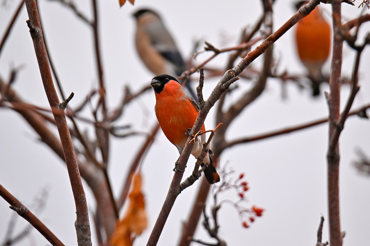 Gimpel - ML646243416