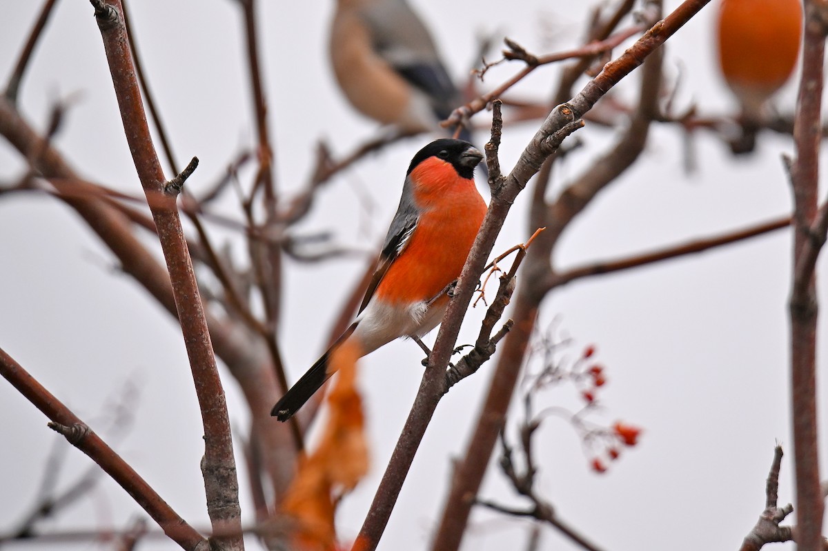 Gimpel - ML646243417