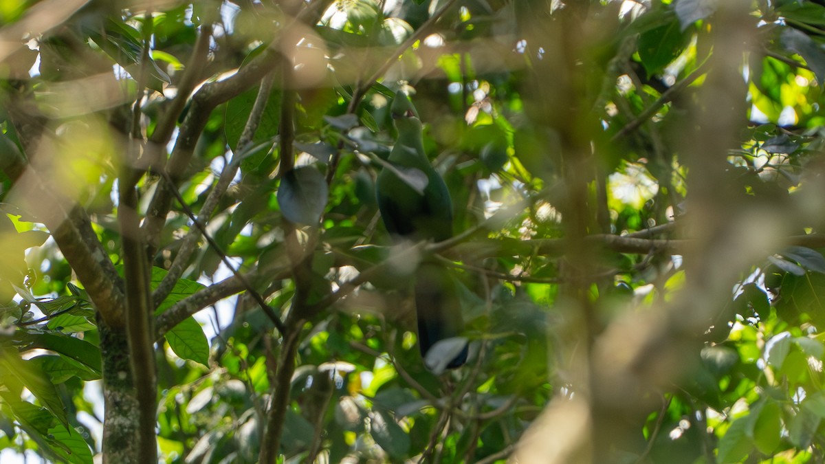 Black-billed Turaco - ML646243419