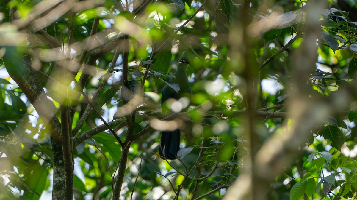 Black-billed Turaco - ML646243420