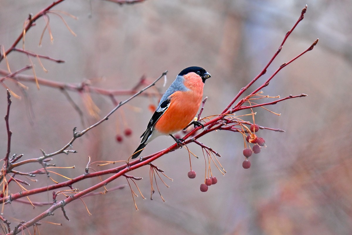 Gimpel - ML646243421