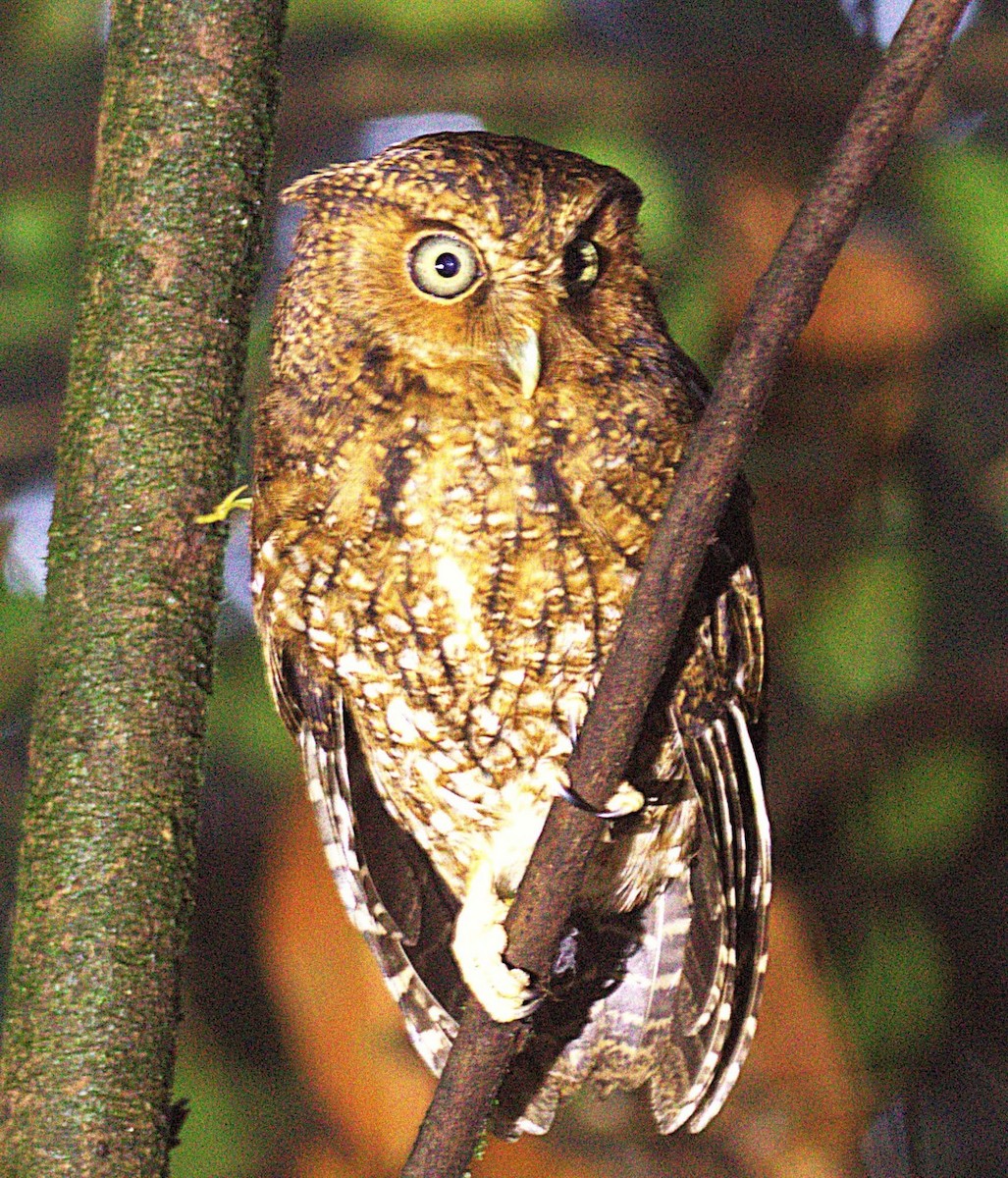 Голоногая совка - ML646243426