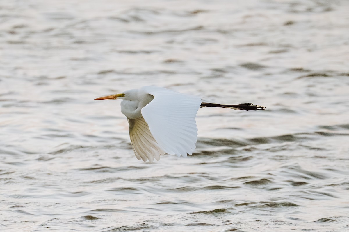 Great Egret - ML646243427