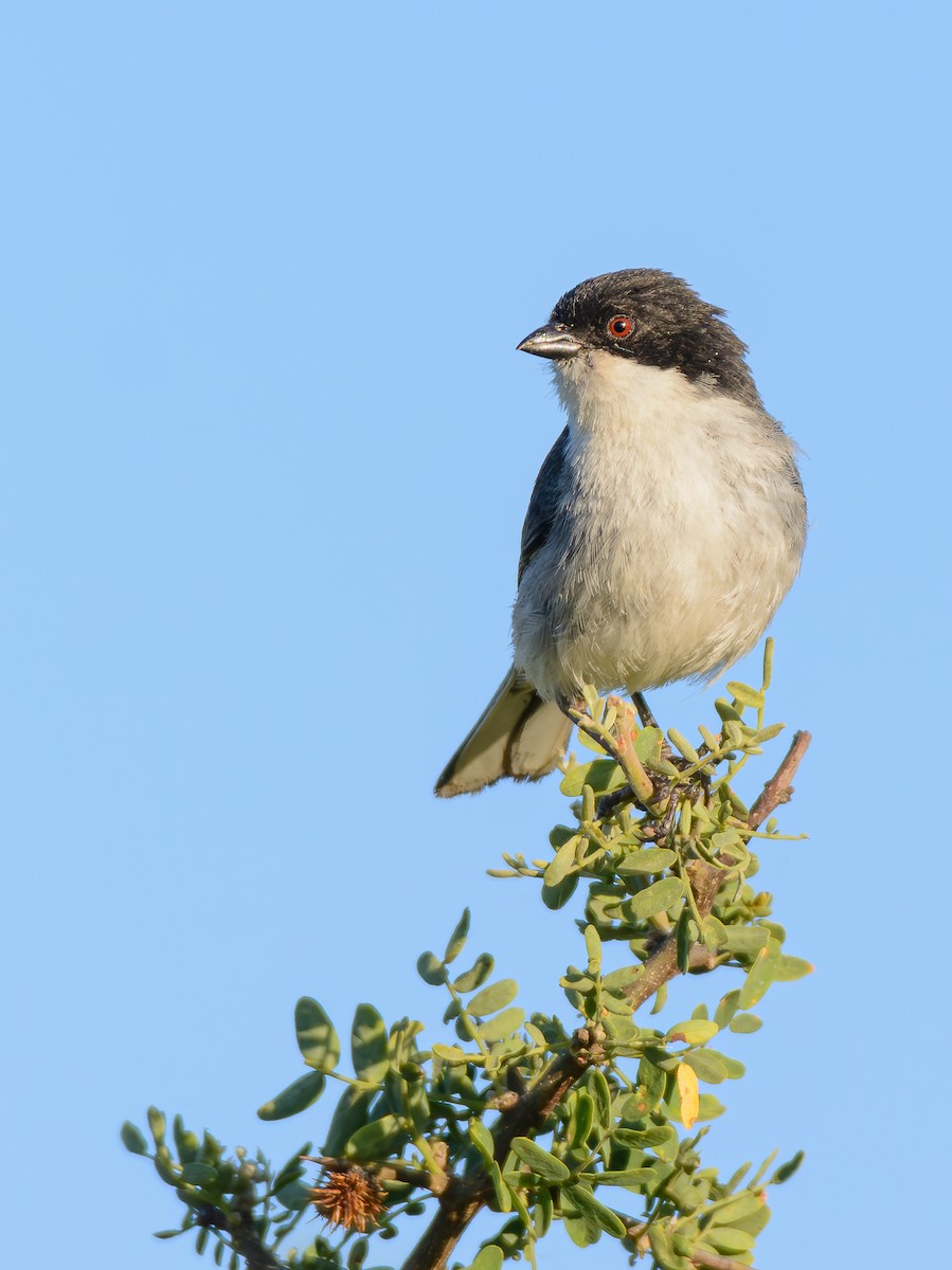 Black-capped Warbling Finch - ML646243428