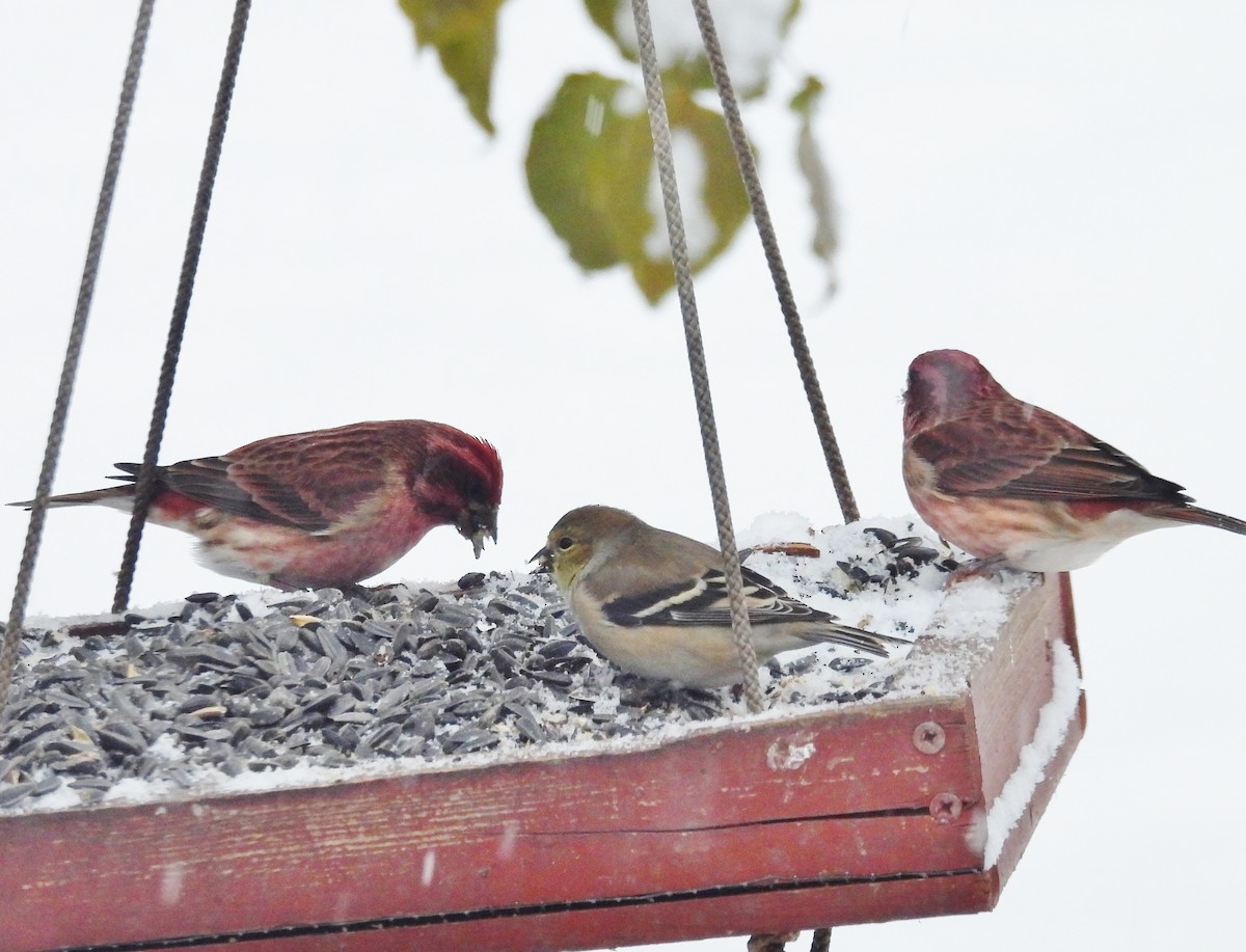 Purple Finch - ML646243432