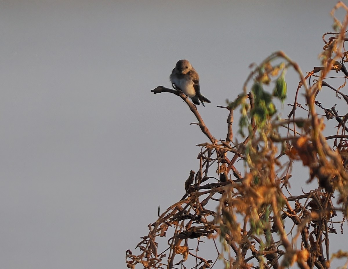 Plain Martin - ML646243435