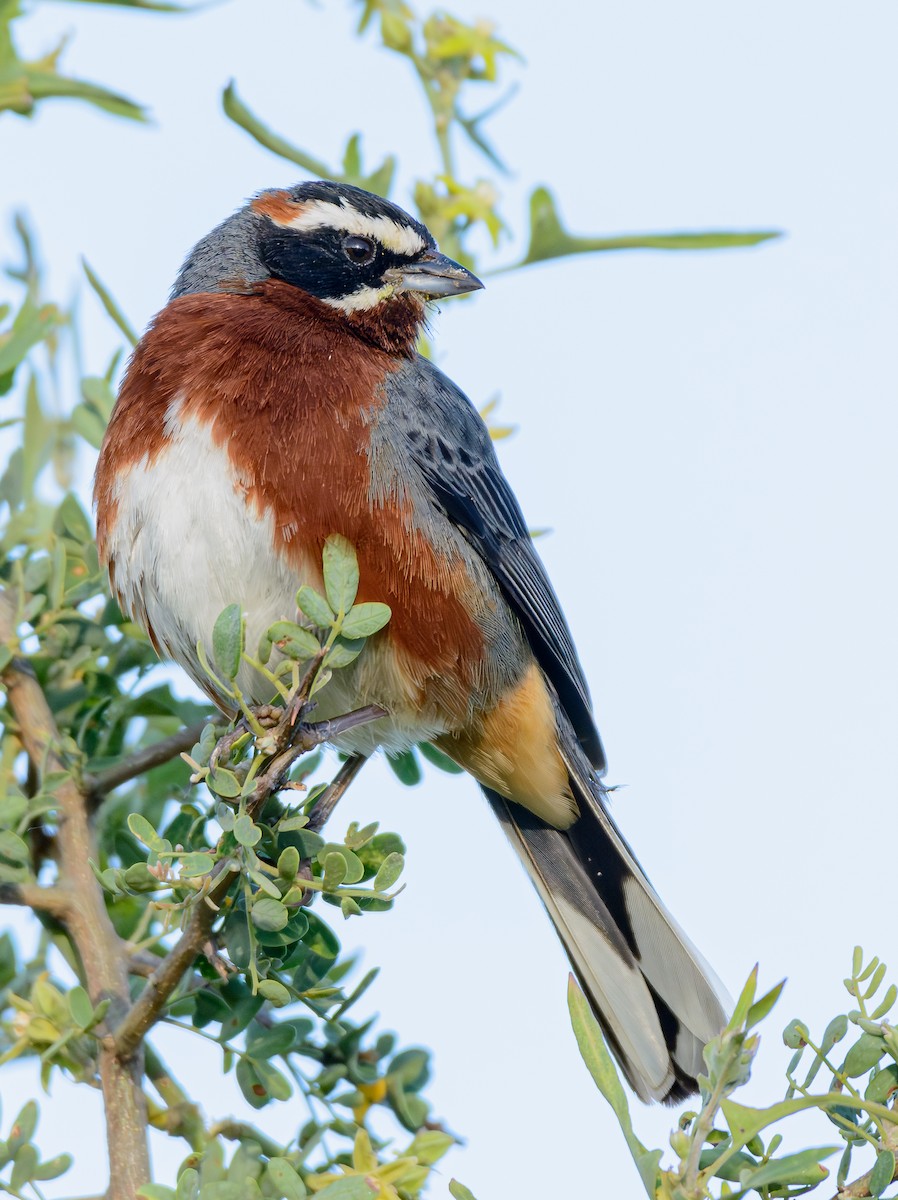 Black-and-chestnut Warbling Finch - ML646243438