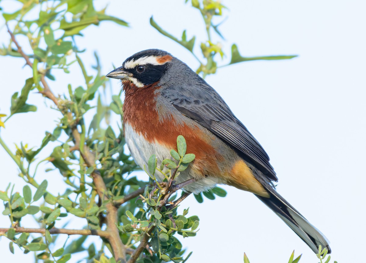 Black-and-chestnut Warbling Finch - ML646243439