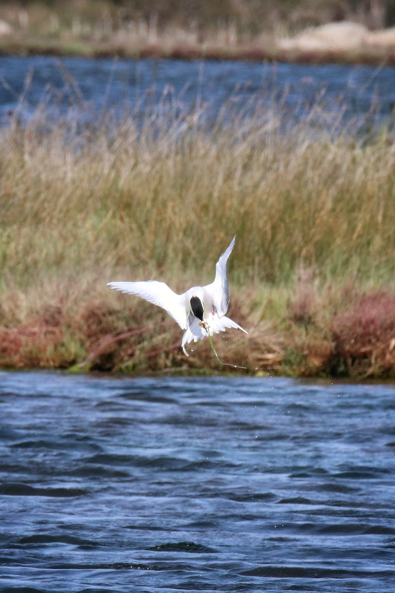 rybák obecný - ML646243441