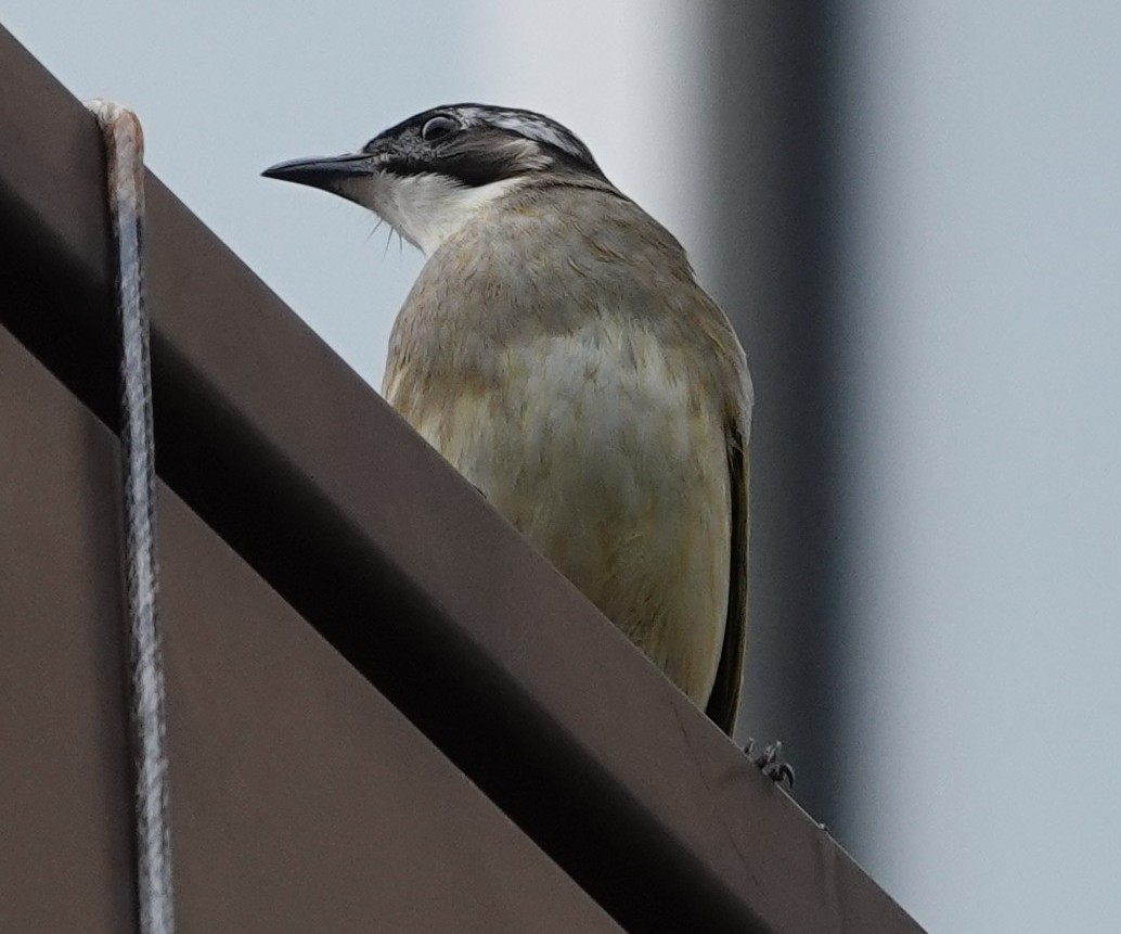 Light-vented Bulbul - ML646243445
