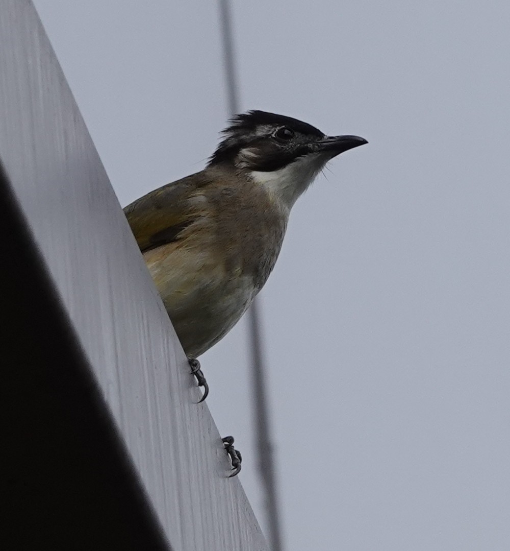 Light-vented Bulbul - ML646243446