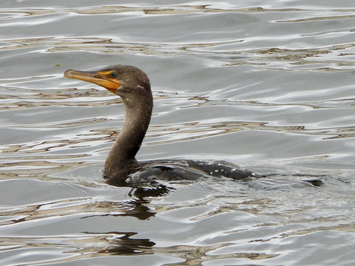 Cormoran à aigrettes - ML646243447