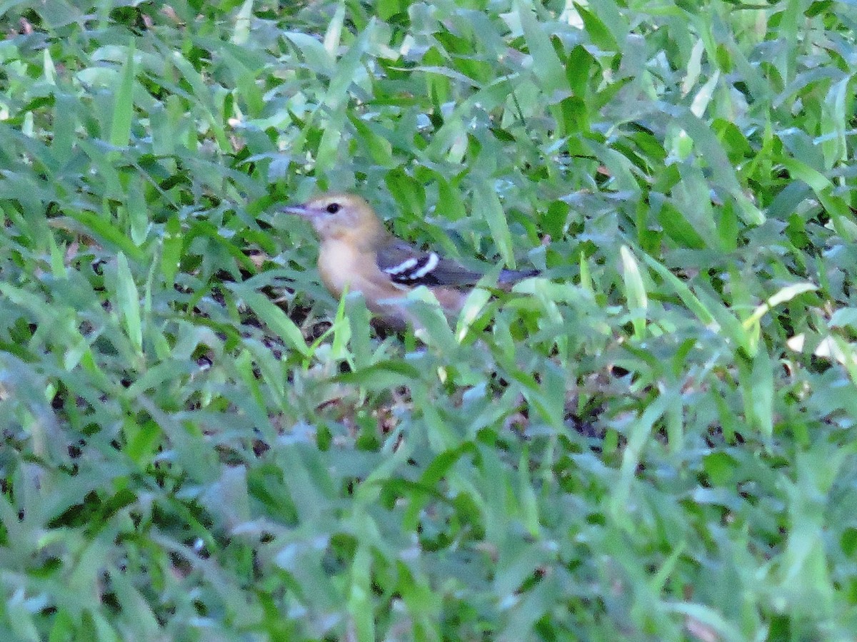 Kestane Gerdanlı Ötleğen - ML646243458