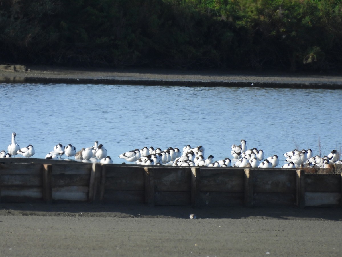 Pied Avocet - ML646243459