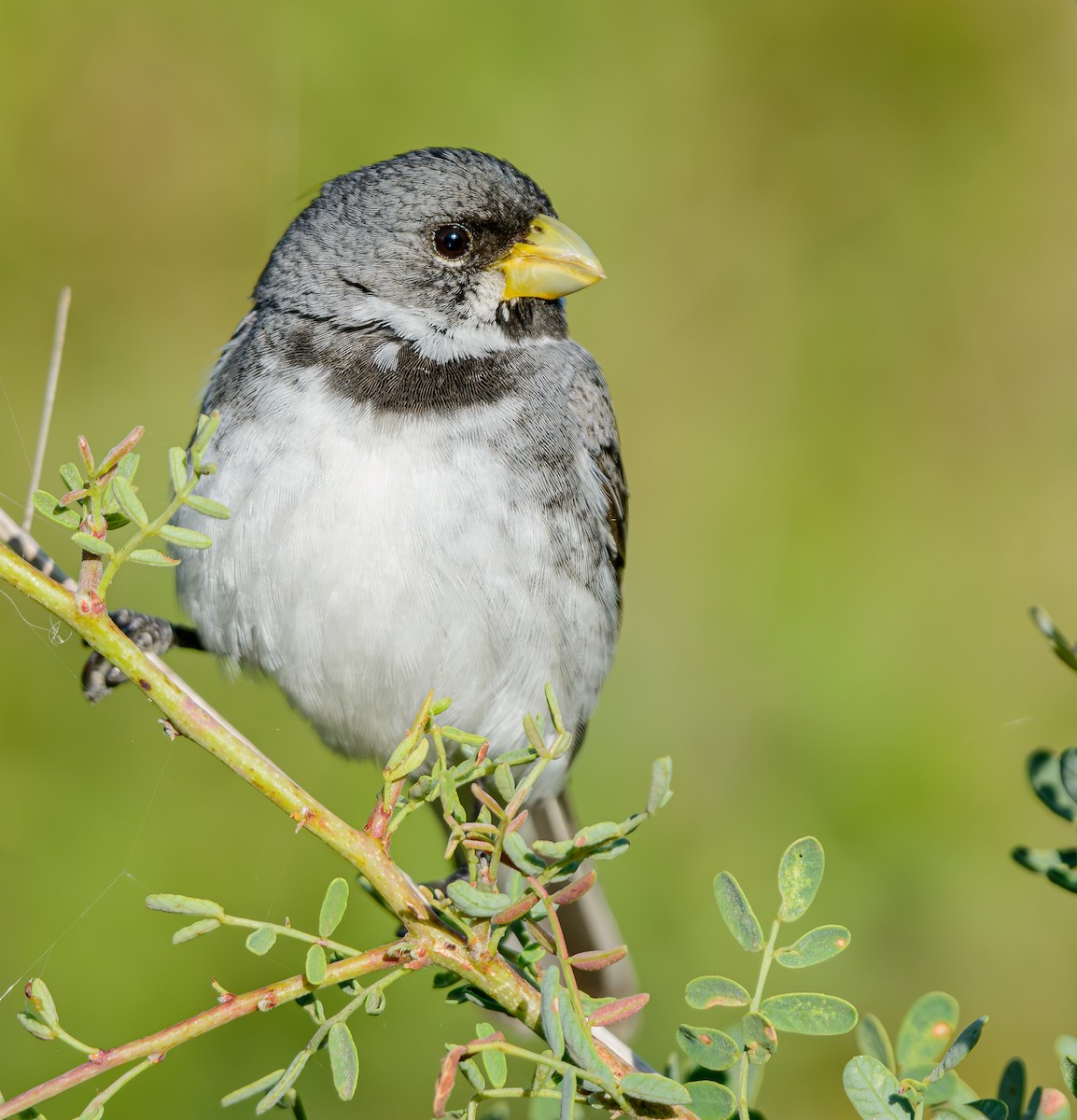 Double-collared Seedeater - ML646243466