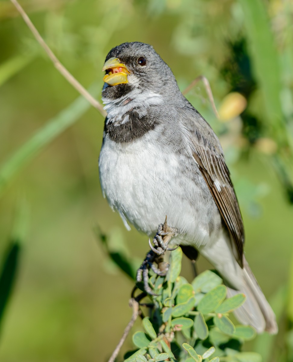 Double-collared Seedeater - ML646243467