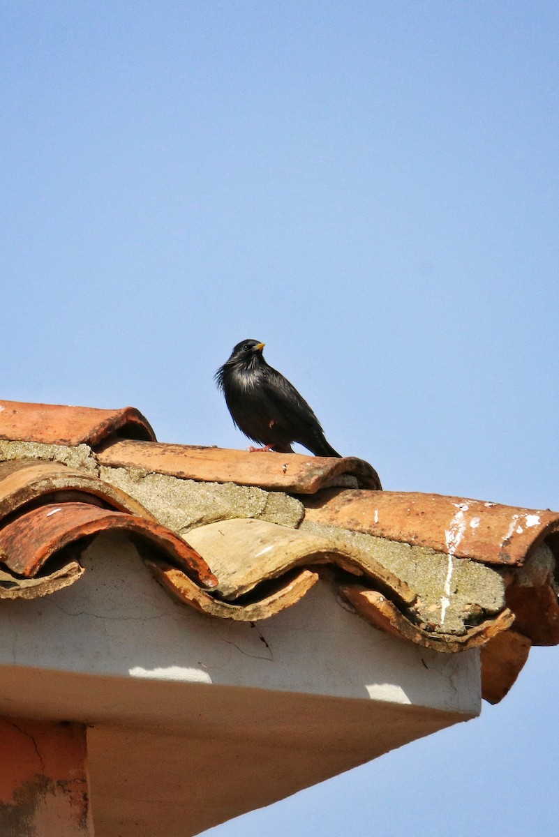 Étourneau unicolore - ML646243470