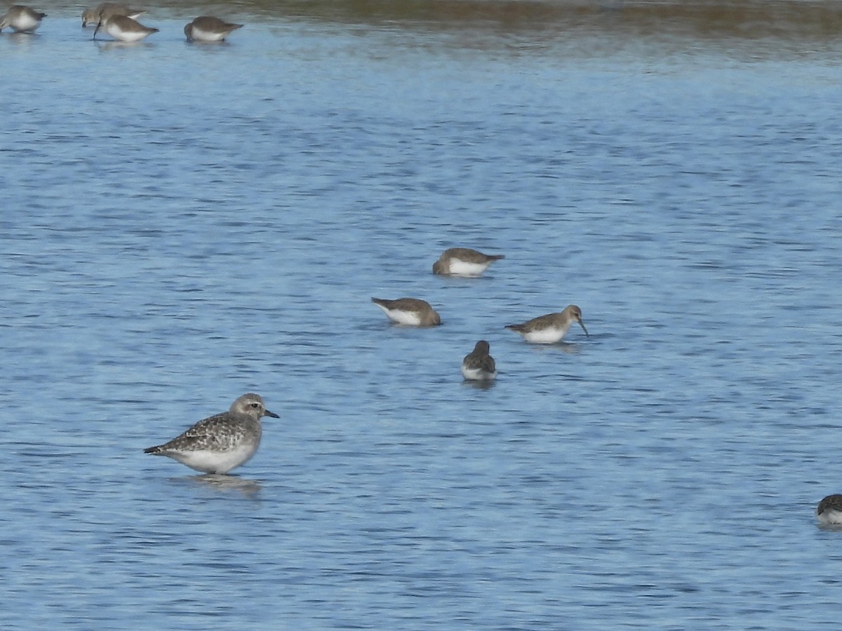 Black-bellied Plover - ML646243471