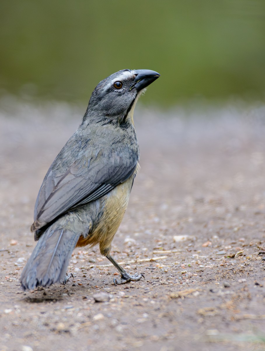 Bluish-gray Saltator - ML646243473