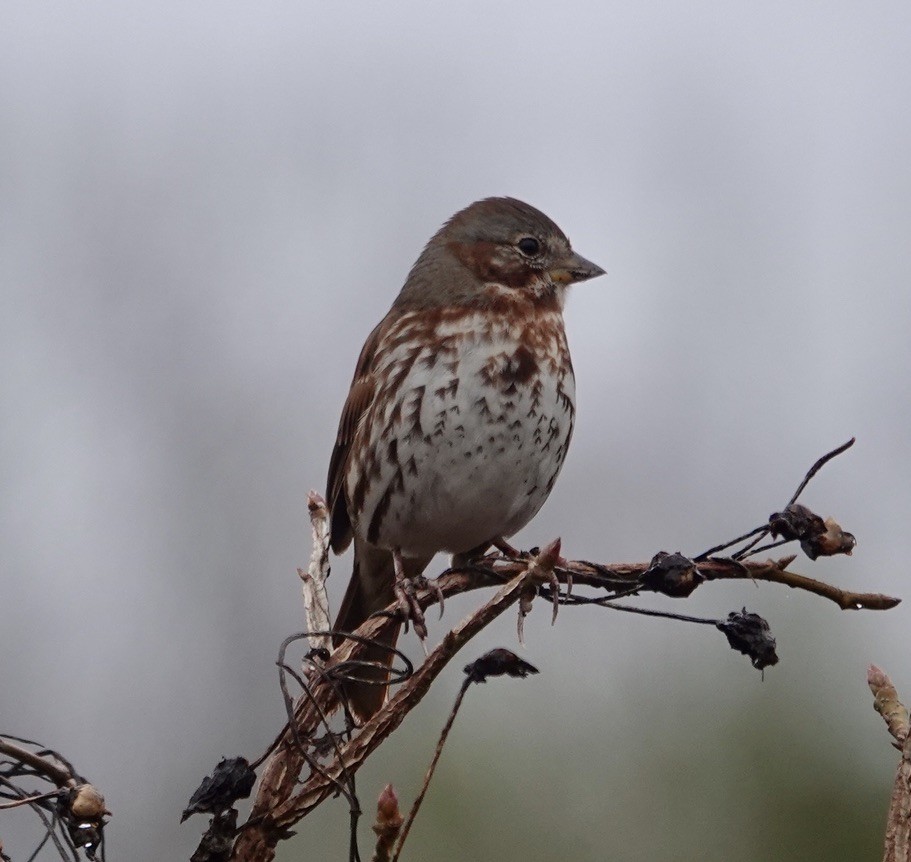 Fox Sparrow - ML646243474