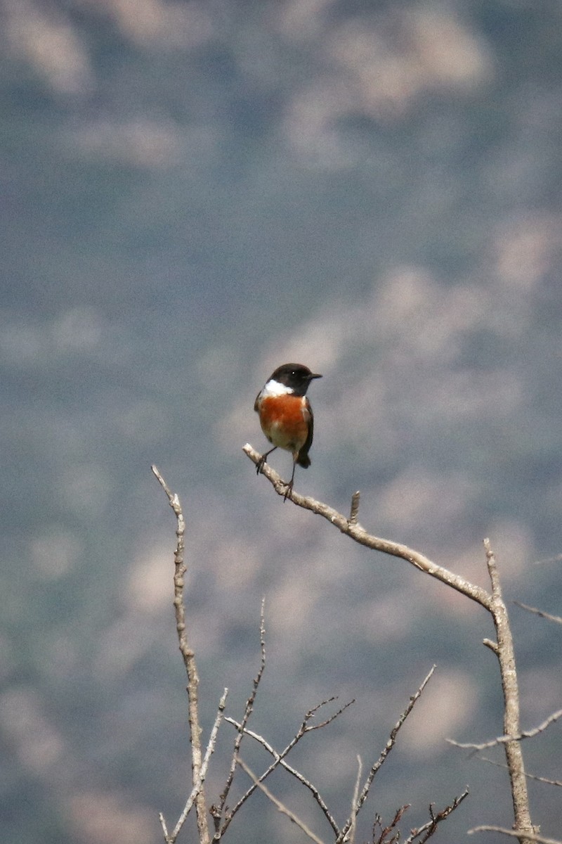 European Stonechat - ML646243477