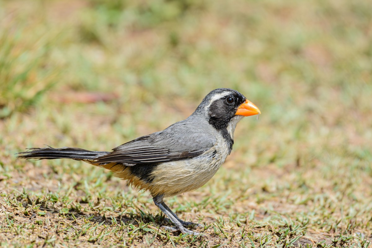 キバシイカル - ML646243481