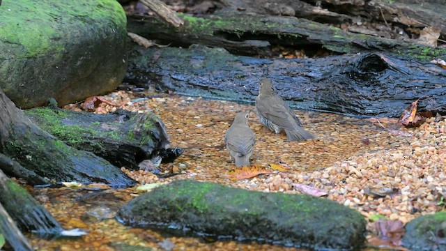 Zorzalito de Swainson - ML646243487