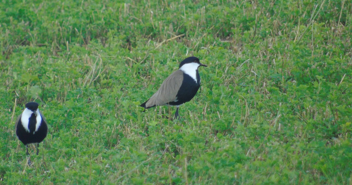 Vanneau à éperons - ML646243488