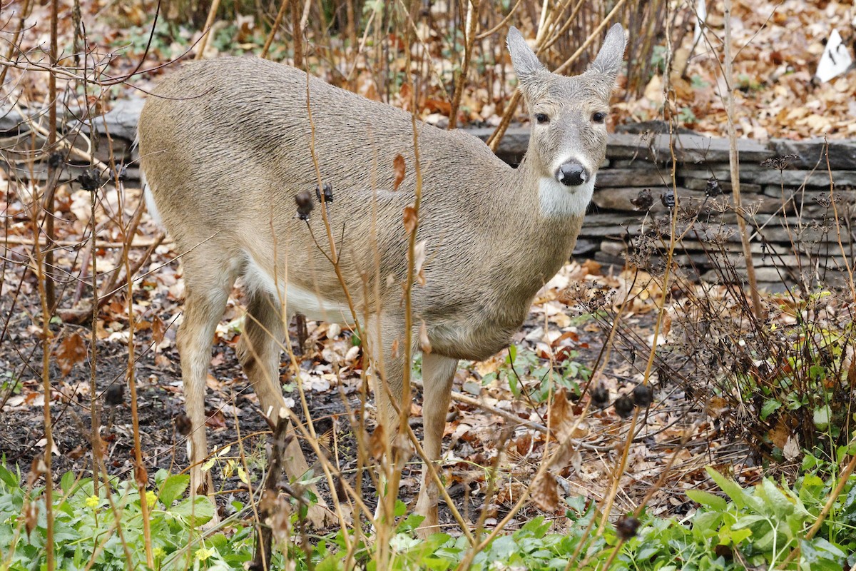 White-tailed Deer - ML646243496