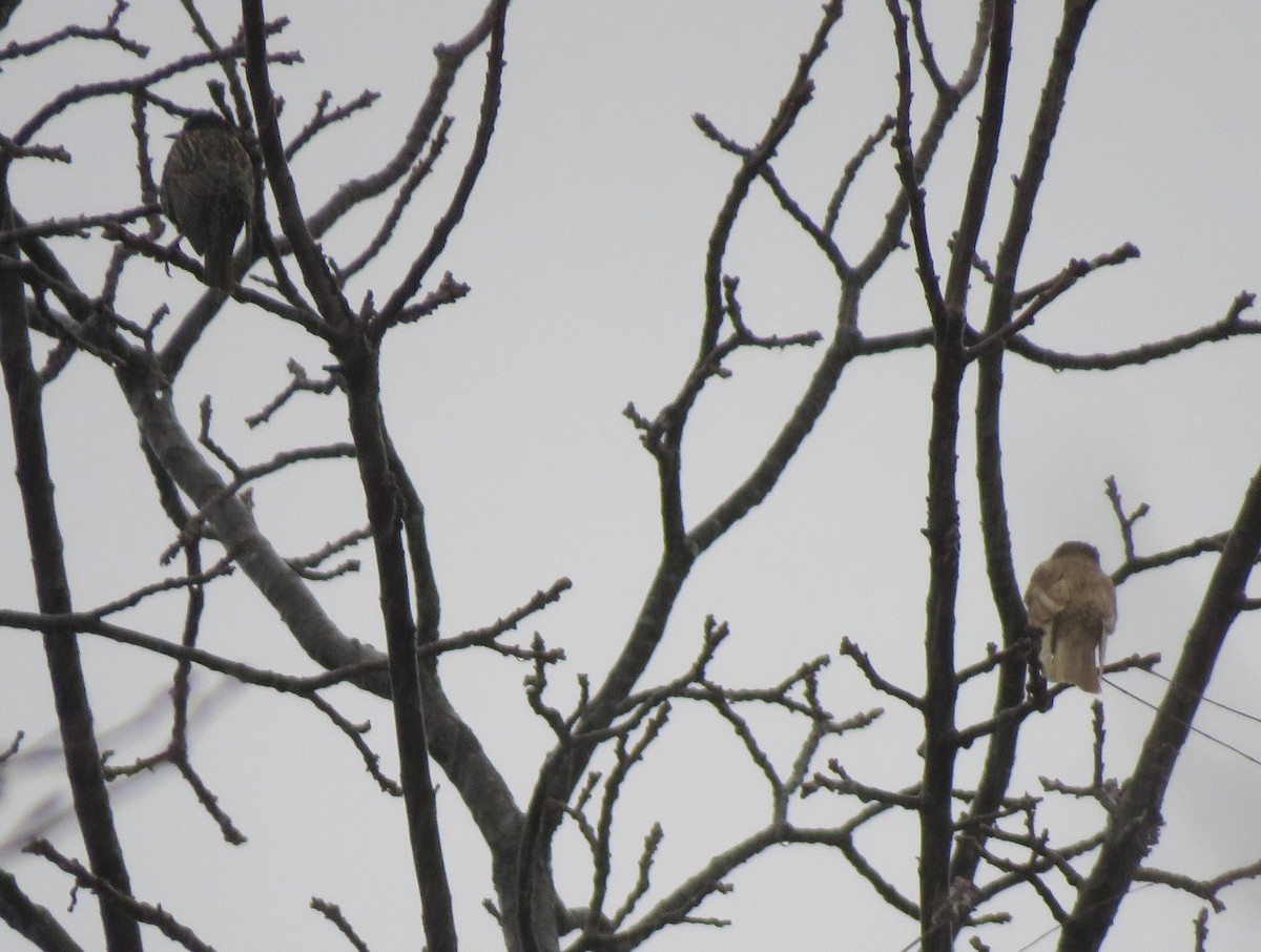 European Starling - ML646243507