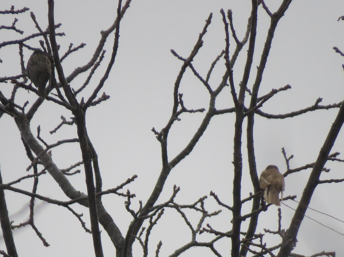 European Starling - ML646243508