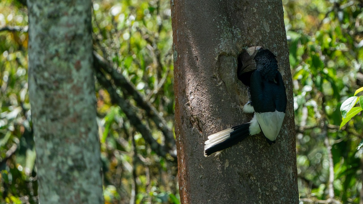 Black-and-white-casqued Hornbill - ML646243509