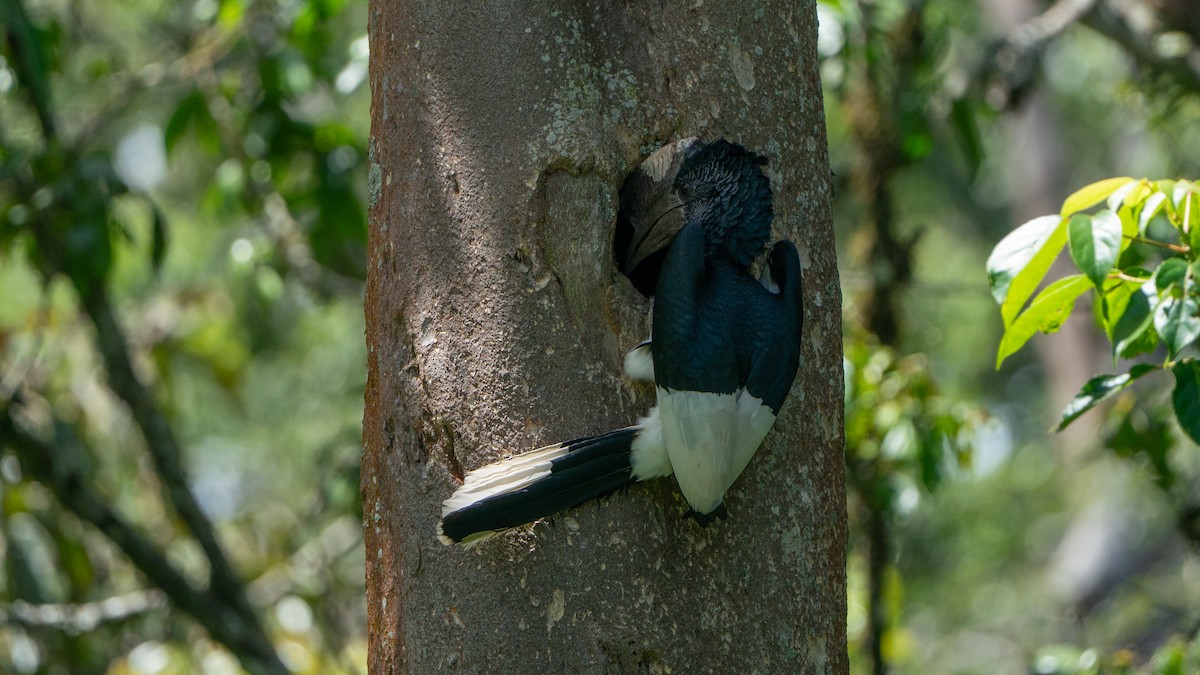 Black-and-white-casqued Hornbill - ML646243510