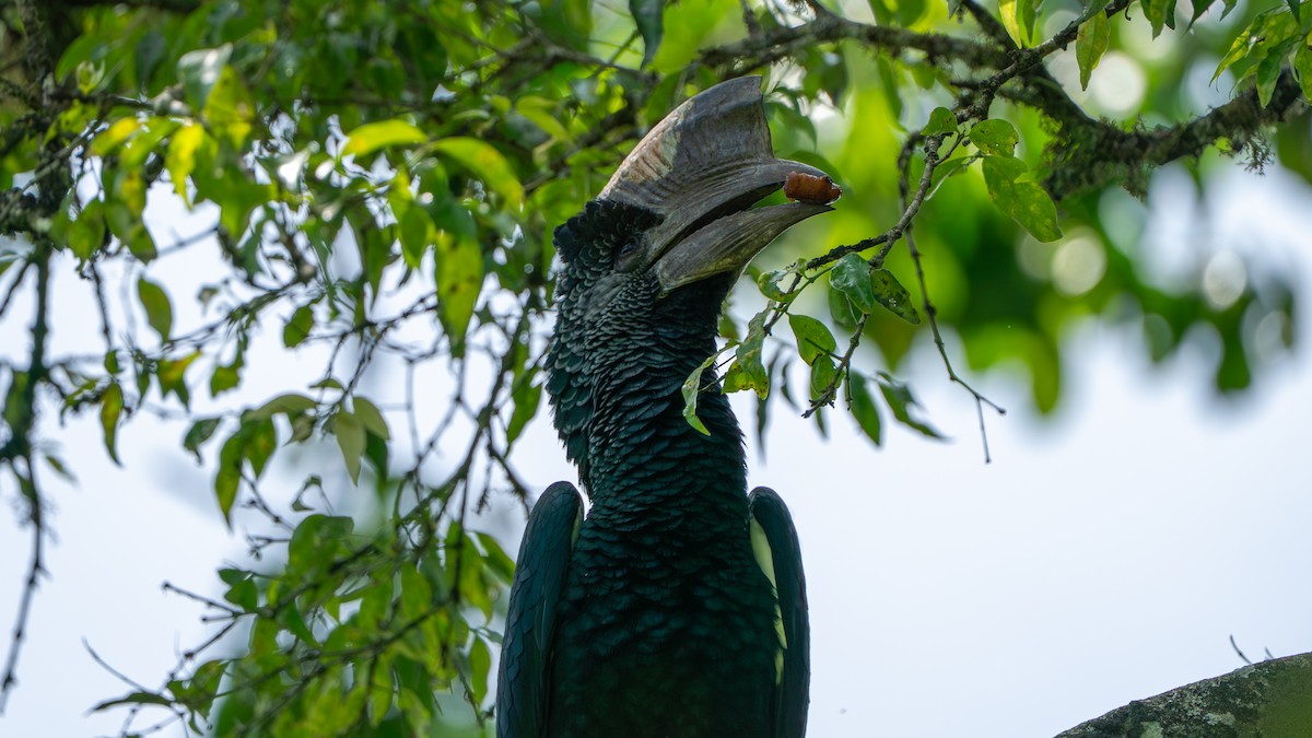 Black-and-white-casqued Hornbill - ML646243511