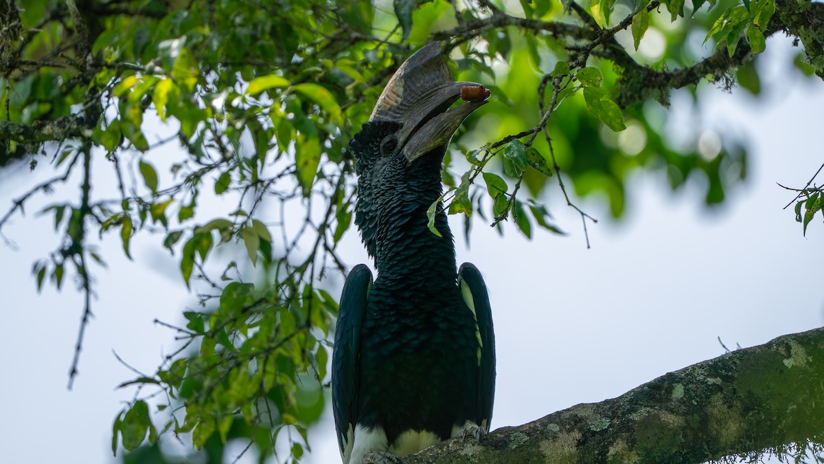 Black-and-white-casqued Hornbill - ML646243512
