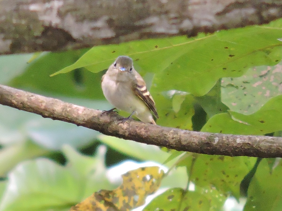 Buchenschnäppertyrann - ML646243513