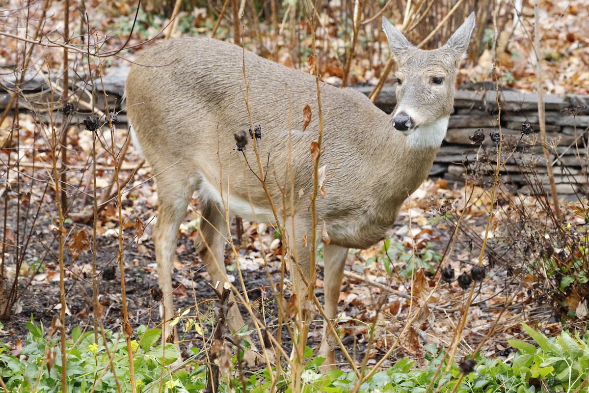 White-tailed Deer - ML646243514